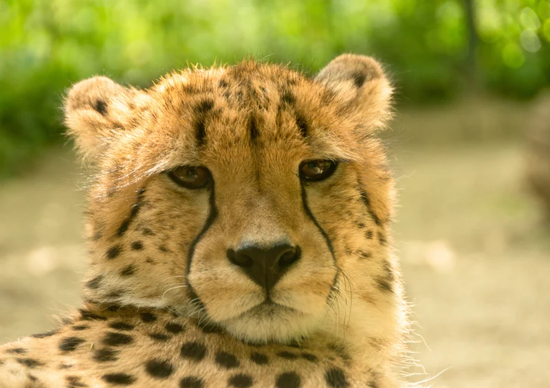 81742 Natur - Gepard Puzzle