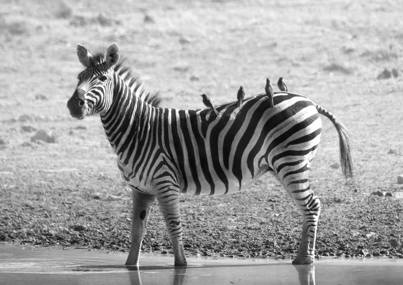 70865 Tierwelt - Zebra Puzzle
