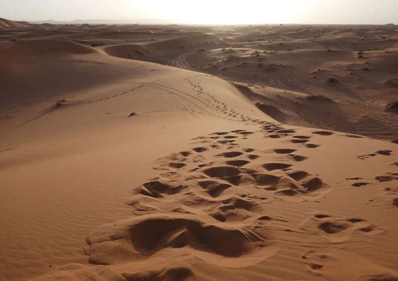 70869 Natur - Spuren im Sand Puzzle