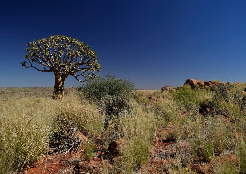 82102 Natur - Köcherbaum Puzzle