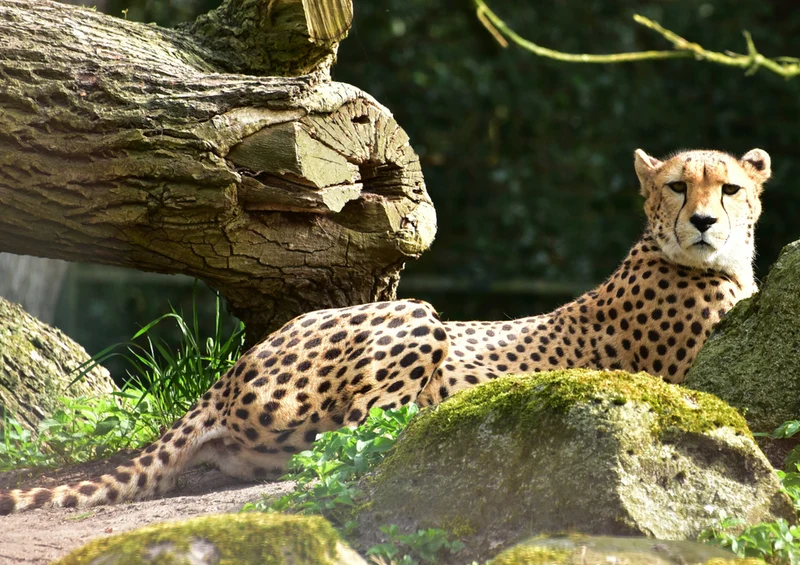 82923 Natur - Gepard Puzzle