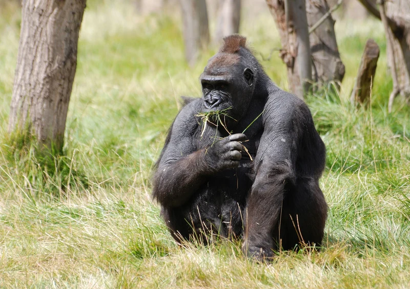 82926 Natur - Gorilla Puzzle