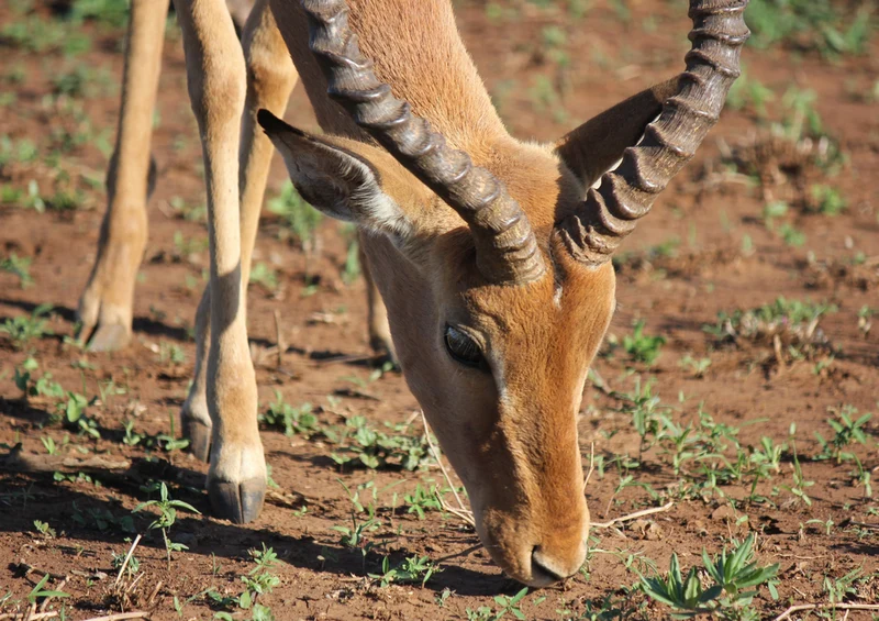 82951 Natur - Antilope Puzzle
