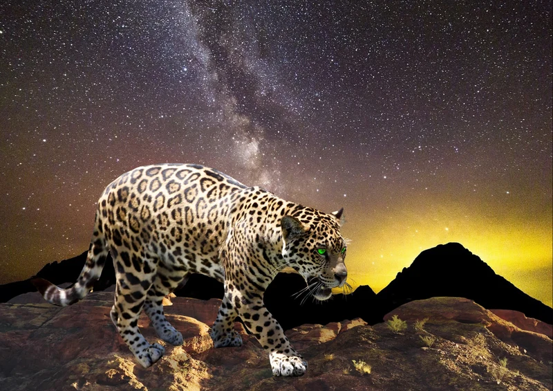 83102 Hintergründe - Wildleben Puzzle