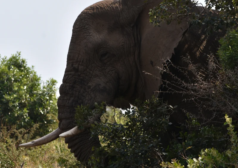 83106 Natur - Elefant Puzzle