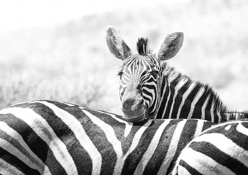83112 Natur - Zebra Puzzle