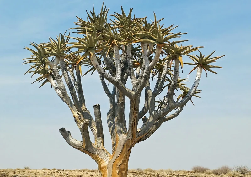 83127 Natur - Köcherbaum Puzzle