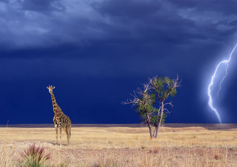 82288 Tierwelt - Giraffe Puzzle