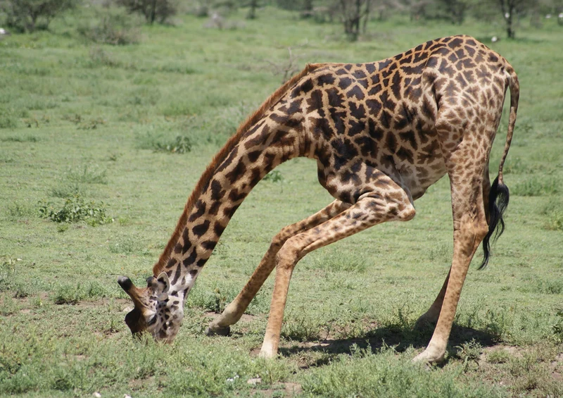 82127 Tierwelt - Giraffe Puzzle