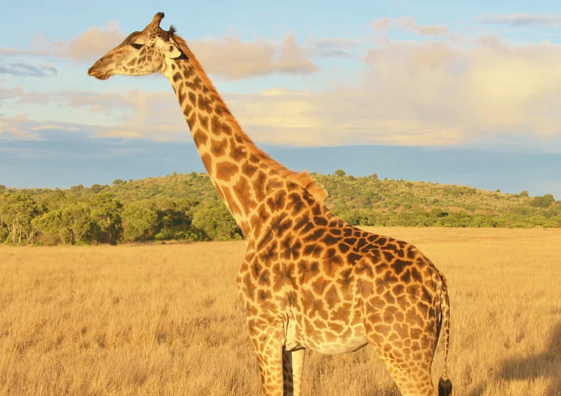81415 Natur - Giraffe Puzzle