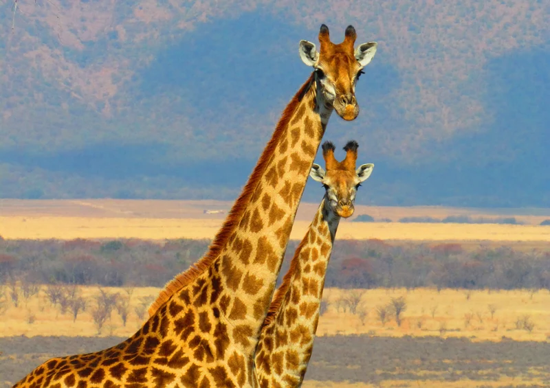 81428 Natur - Giraffen Puzzle