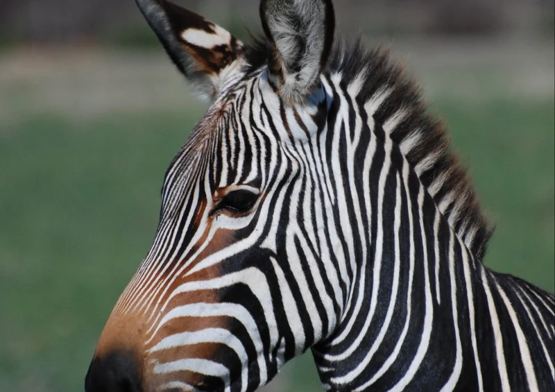 82962 Natur - Zebra Puzzle