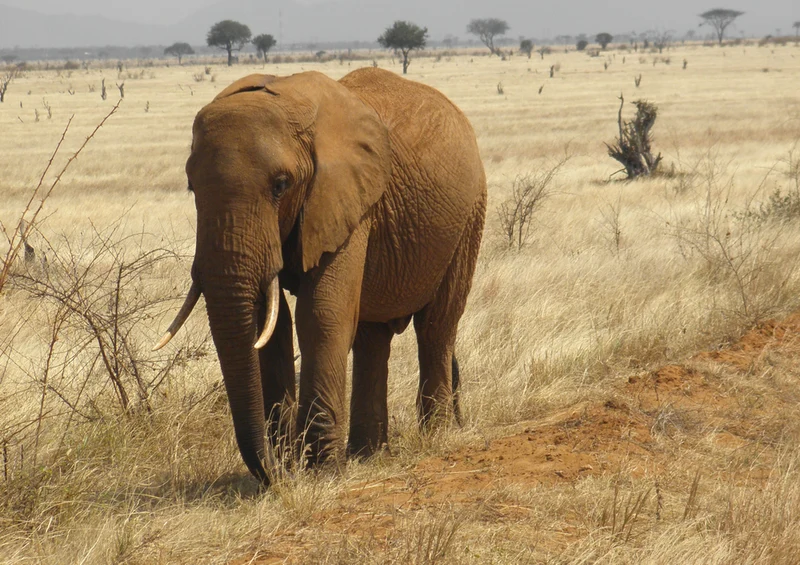 81639 Natur - Elefant Puzzle