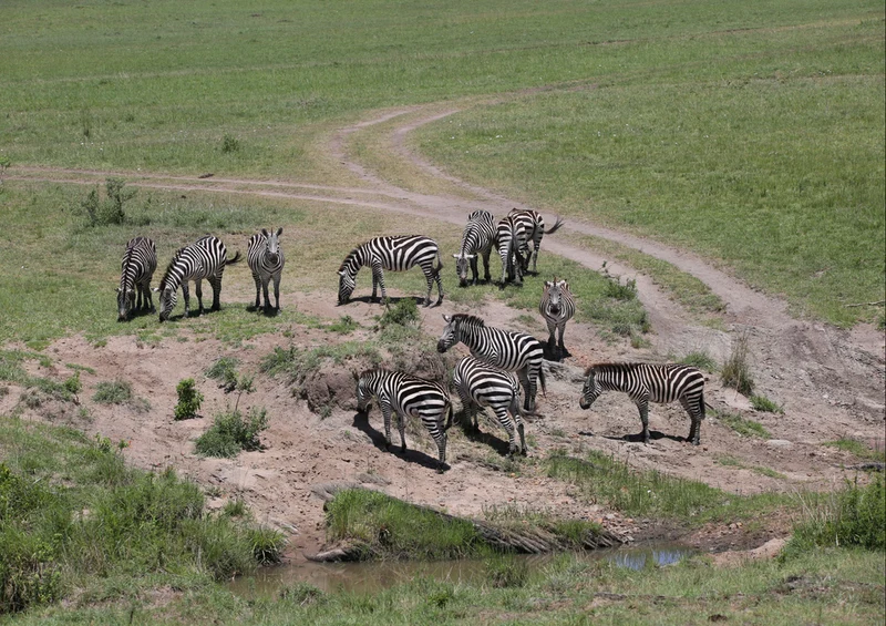 81243 Natur - Zebras Puzzle