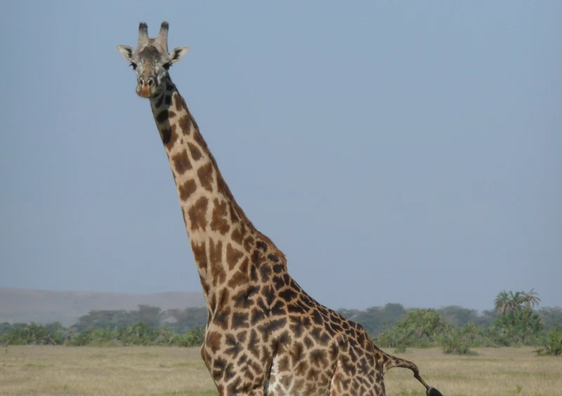 81260 Natur - Giraffe Puzzle