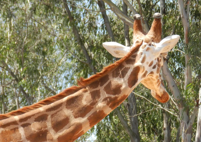 81757 Tierwelt - Giraffe Puzzle