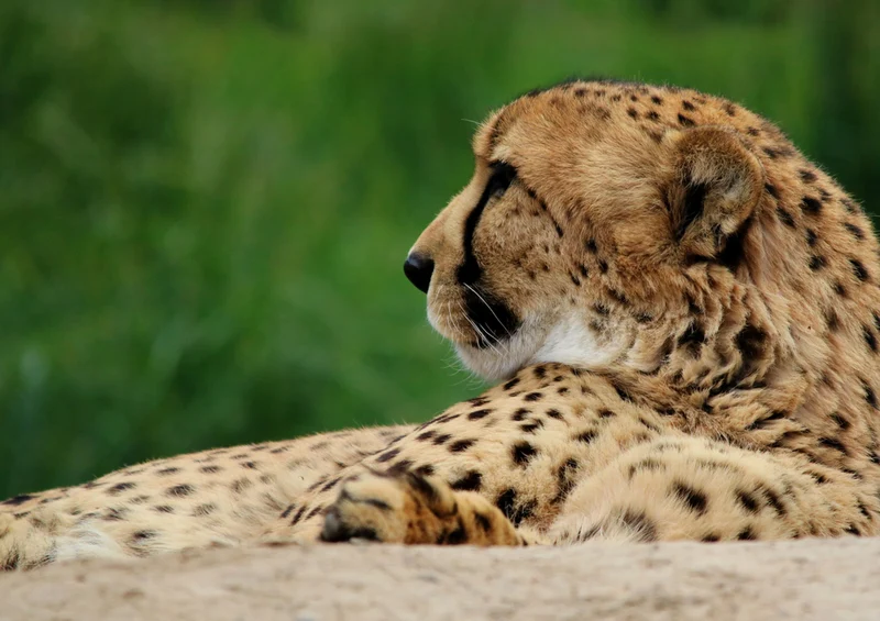 83314 Natur - Gepard Puzzle