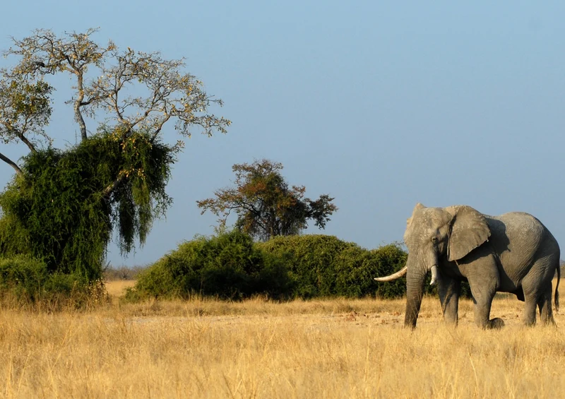 83333 Natur - Elefant Puzzle