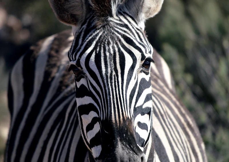 83338 Natur - Zebra Puzzle