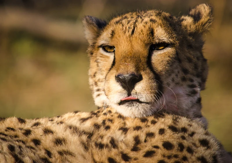 81432 Natur - Gepard Puzzle
