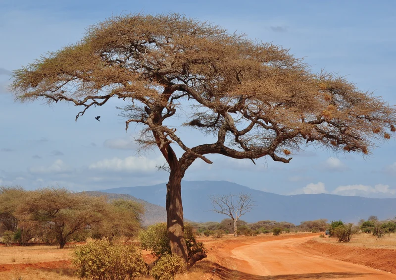 81437 Natur - Afrika Puzzle