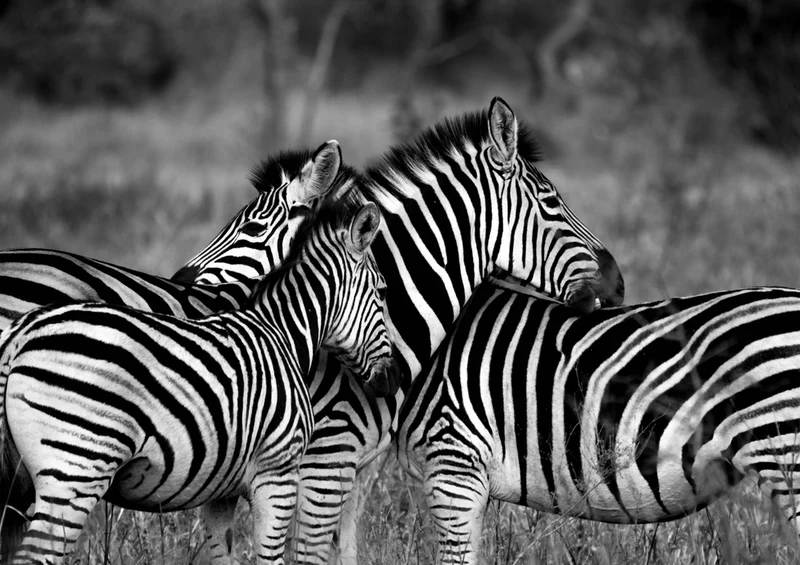 81466 Natur - Zebras Puzzle