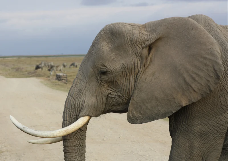 81491 Natur - Elefant Puzzle