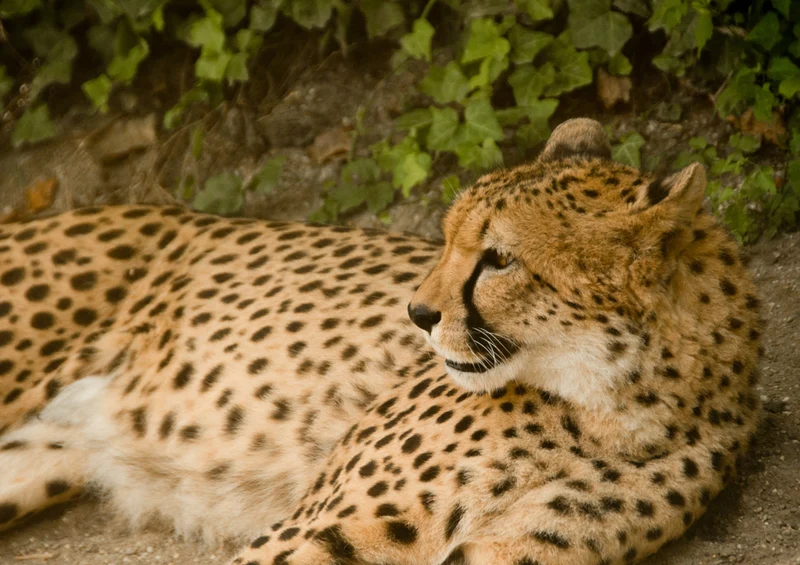76285 Tierwelt - Gepard Puzzle