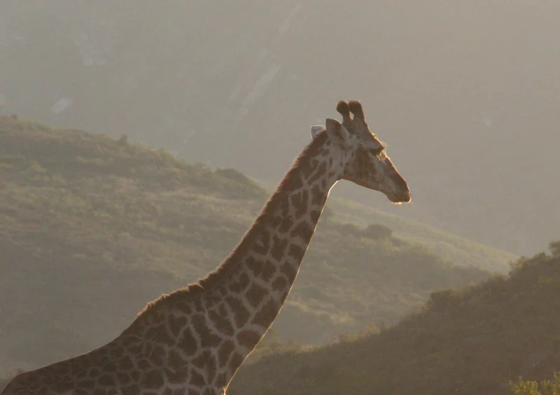 76506 Tierwelt - Giraffe Puzzle