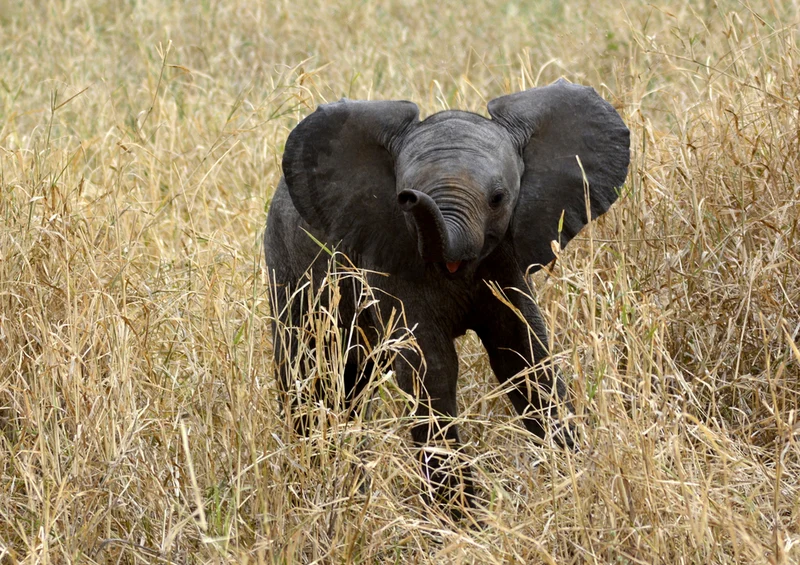 81286 Natur - Elefant Puzzle