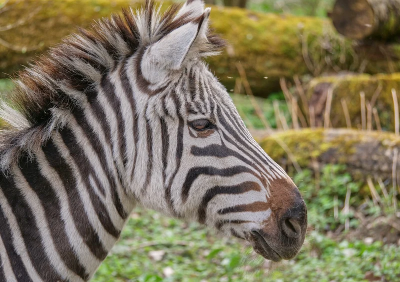 81314 Natur - Zebra Puzzle