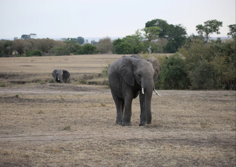 81320 Natur - Elefant Puzzle