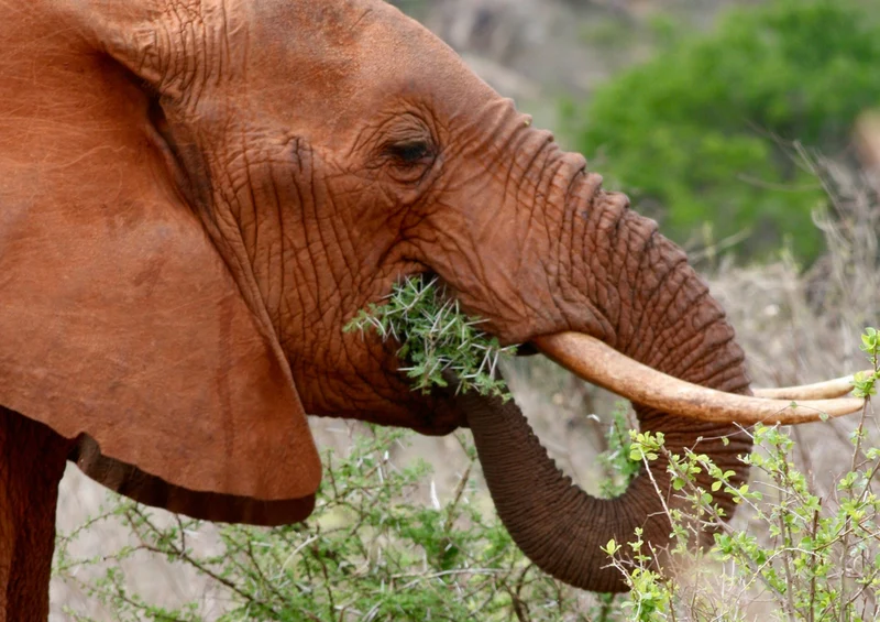 81329 Natur - Elefant Puzzle