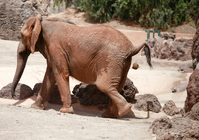 83368 Tierwelt - Elefant Puzzle