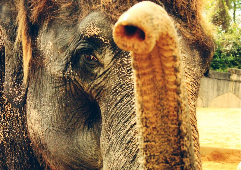 83379 Tierwelt - Elefant Puzzle