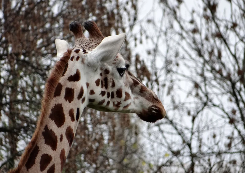 83383 Natur - Giraffe Puzzle