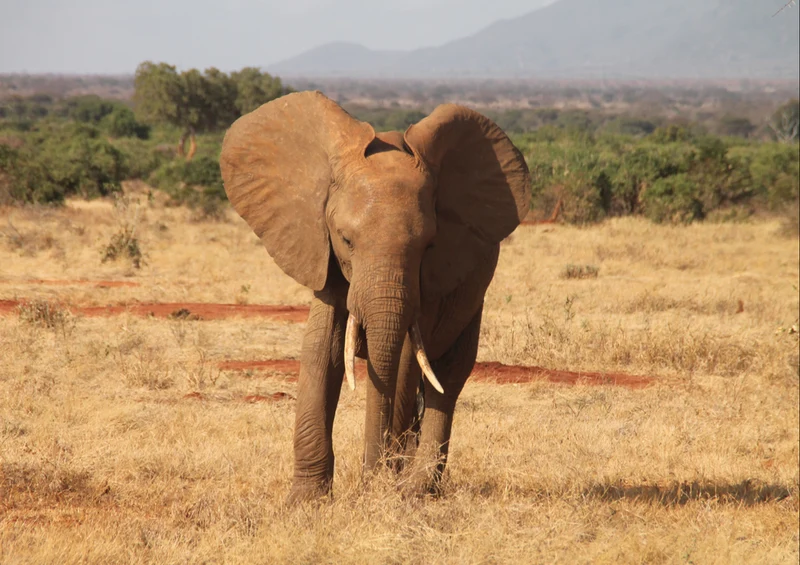83387 Natur - Elefant Puzzle