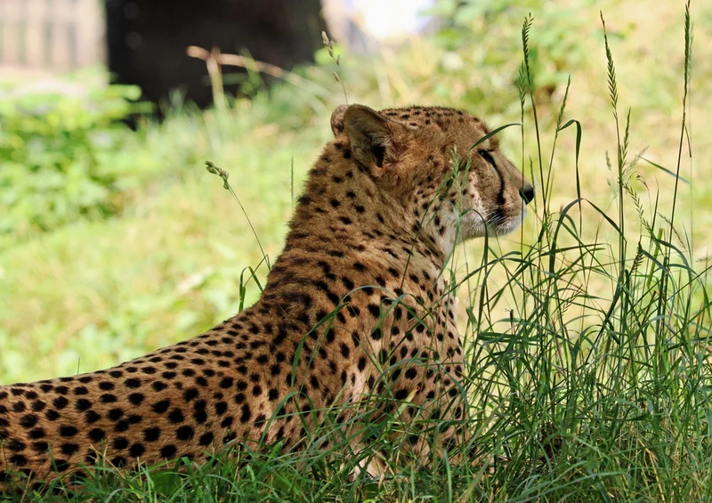 83498 Tierwelt - Gepard Puzzle
