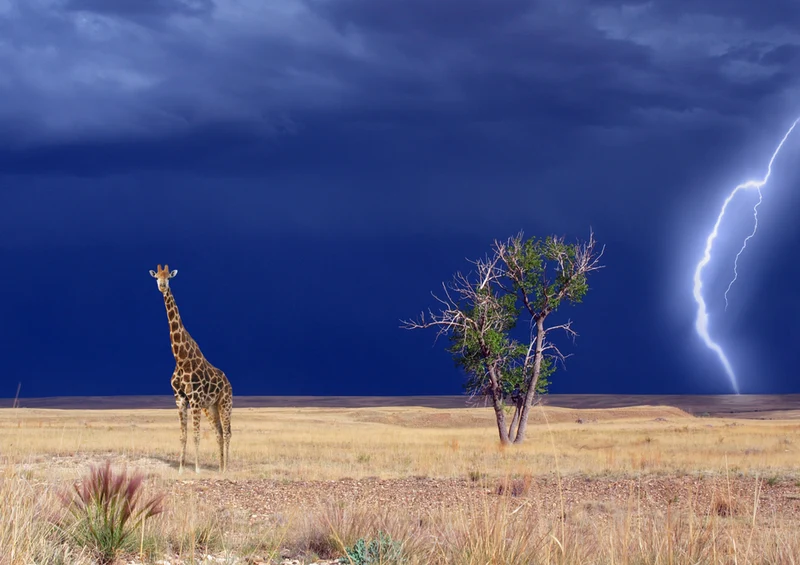 83503 Natur - Giraffe Puzzle