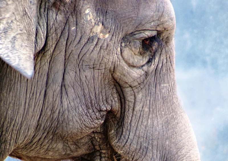 83175 Tierwelt - Elefant Puzzle