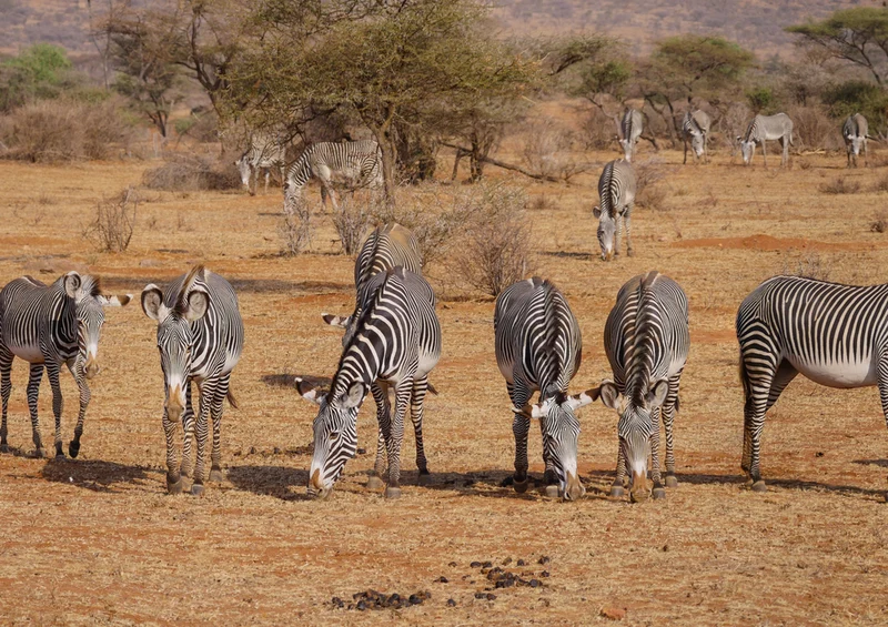 81514 Natur - Zebras Puzzle