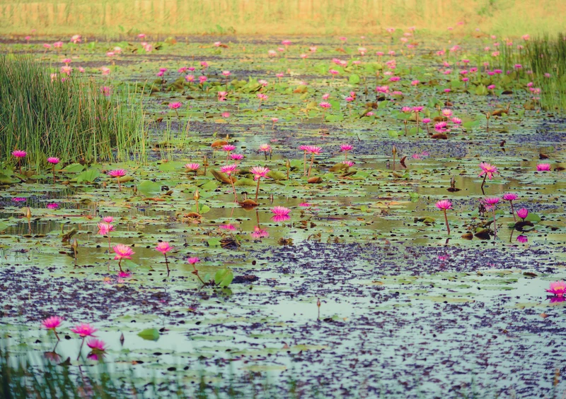 81529 Natur - Seerosen Puzzle