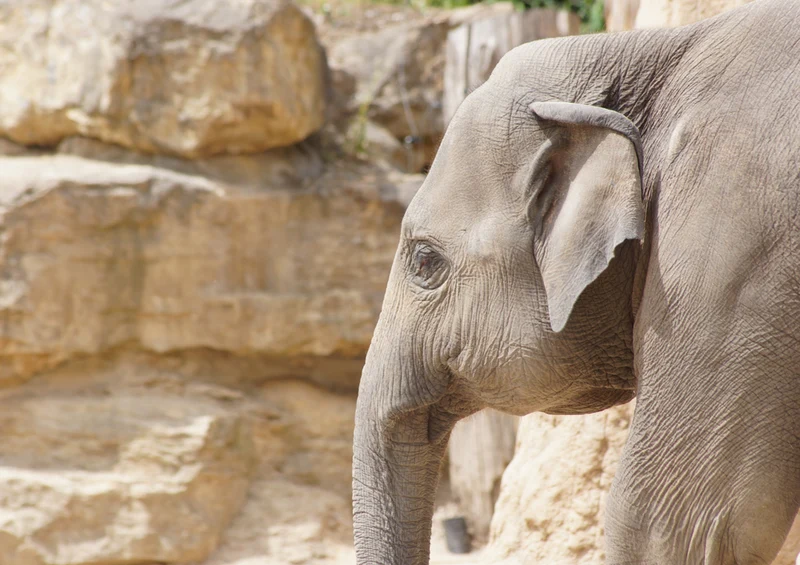 81542 Natur - Elefant Puzzle