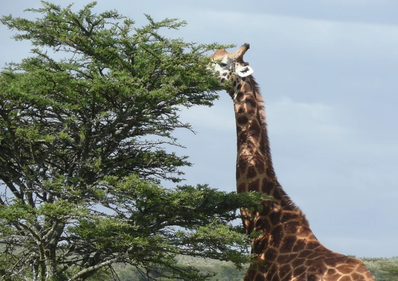 76525 Tierwelt - Giraffe Puzzle