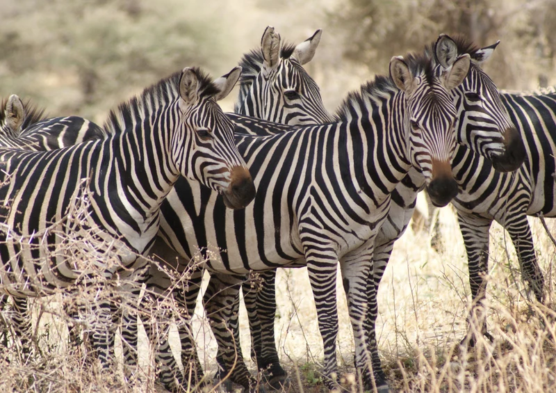 83609 Tierwelt - Zebra Puzzle