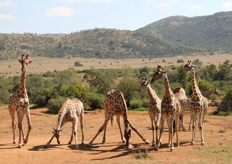 83626 Natur - Giraffe Puzzle