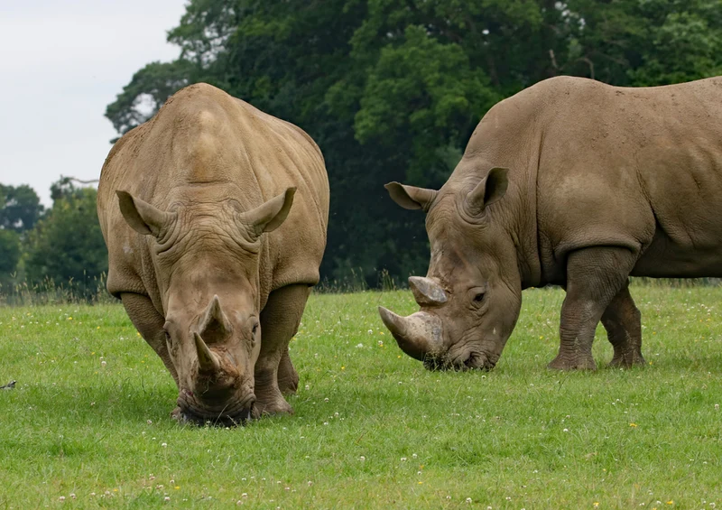 83630 Natur - Nashorn Puzzle