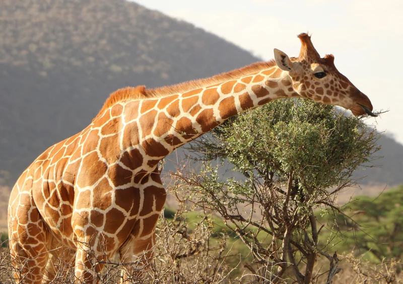 83634 Tierwelt - Giraffe Puzzle