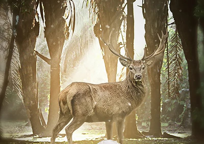 83895 Natur - Hirsch Puzzle