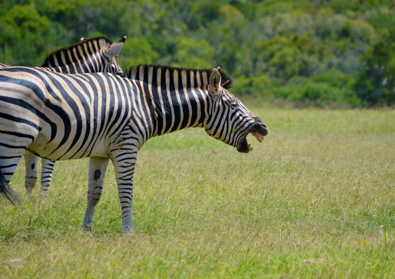 81842 Tierwelt - Zebras Puzzle